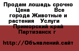 Продам лошадь срочно › Цена ­ 30 000 - Все города Животные и растения » Услуги   . Приморский край,Партизанск г.